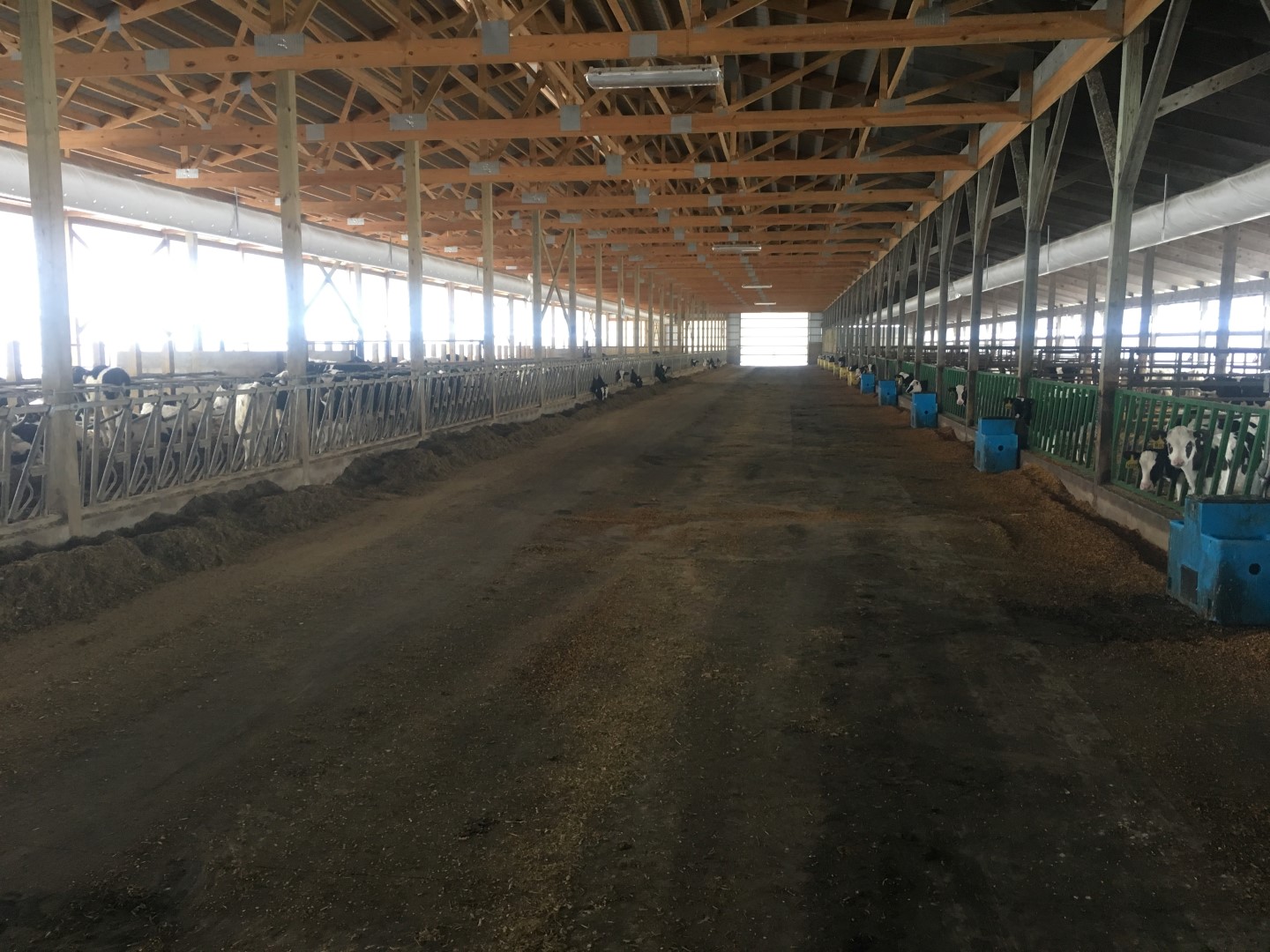 Feed alley transition barn