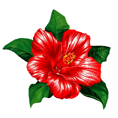 depositphotos_9325795-stock-illustration-red-hibiscus-flower-on-white