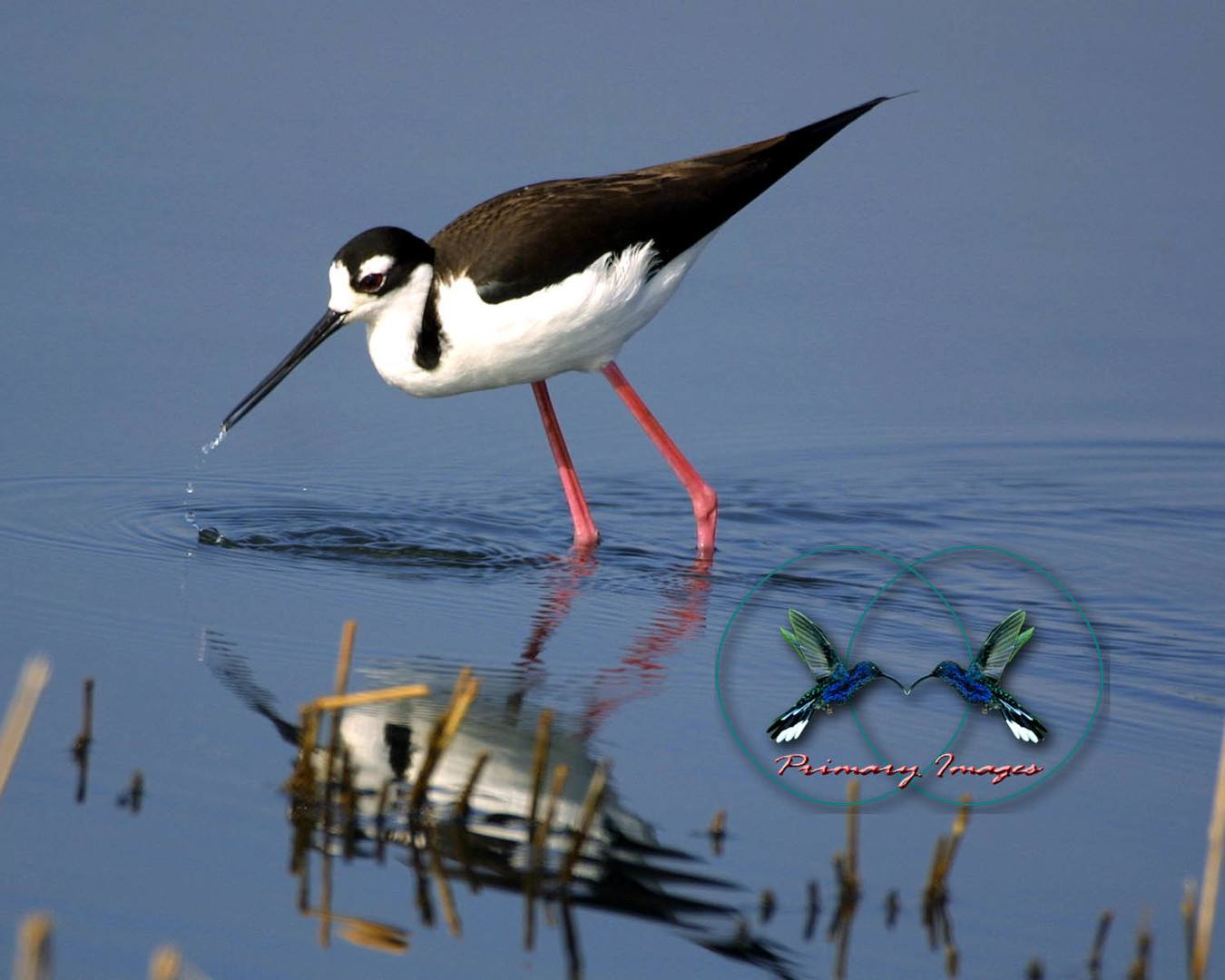 Black-necked Stilt 2-min