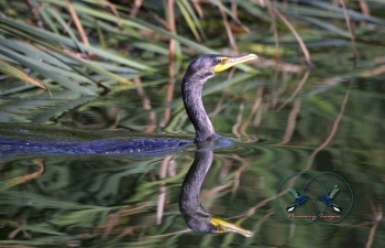 Double crested Cormorant 8×10-min