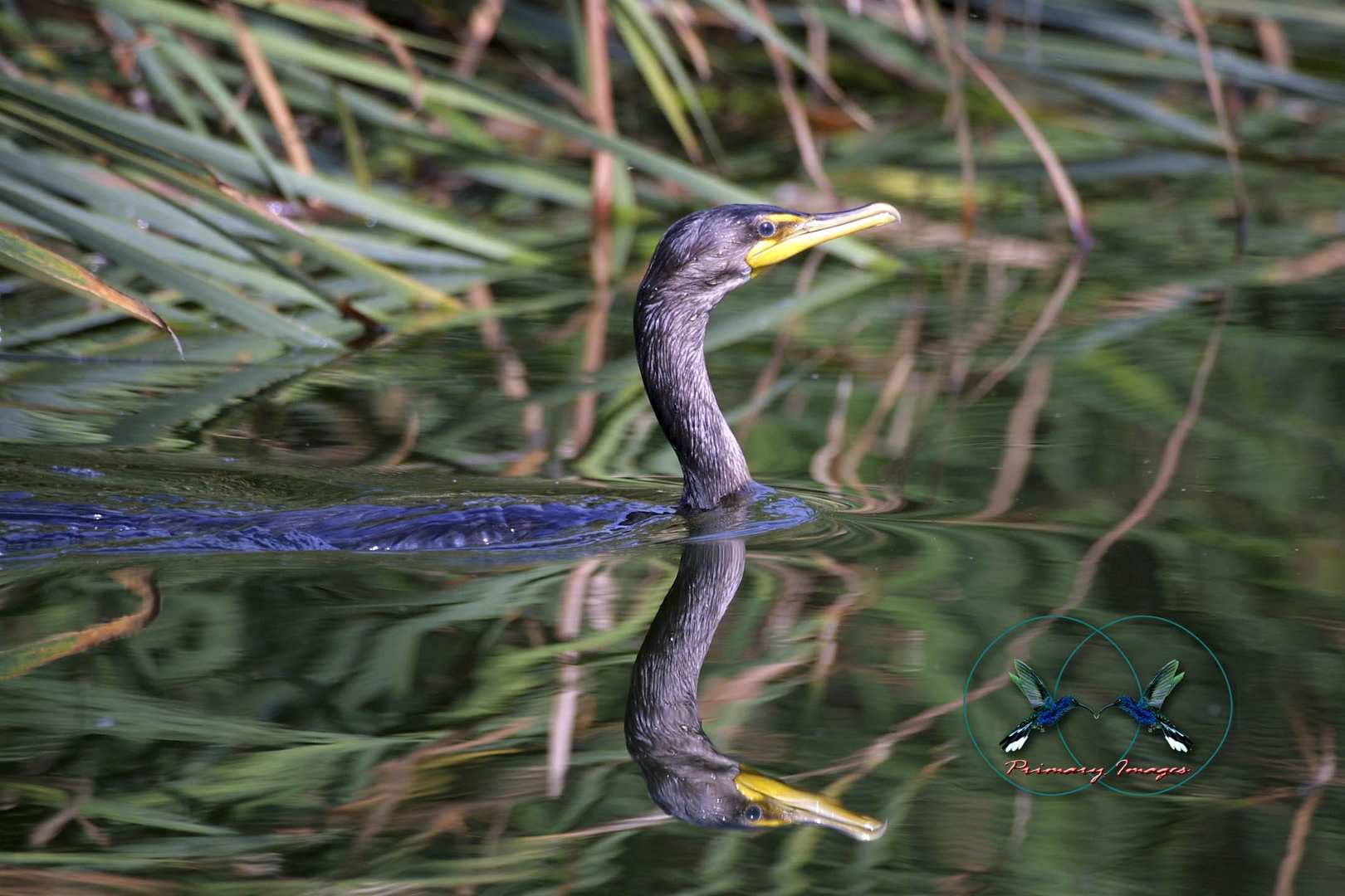 Double crested Cormorant 8×10-min