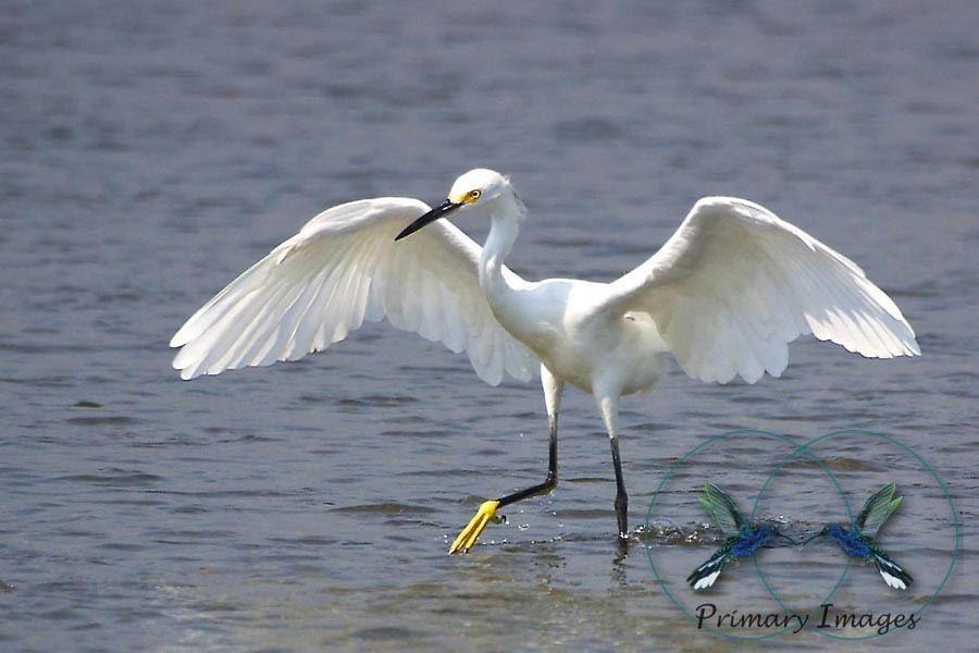 Snowy Egret -min