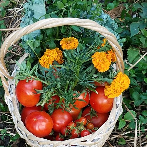 basket of plenty