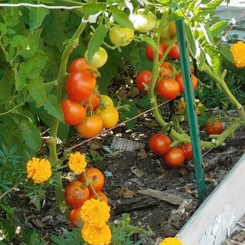 glorious tomatoes