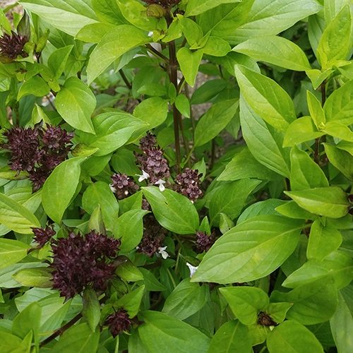 sweet thai basil