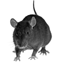 rodent_1